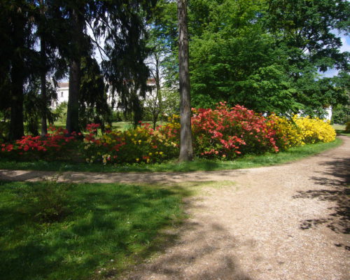 Azalky a rododendrony v parku