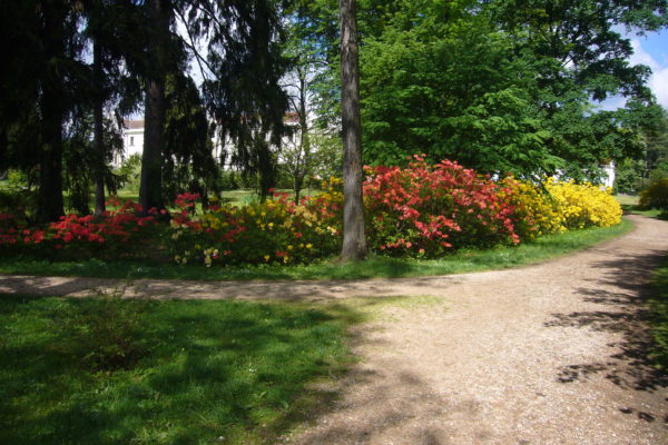 Azalky a rododendrony v parku